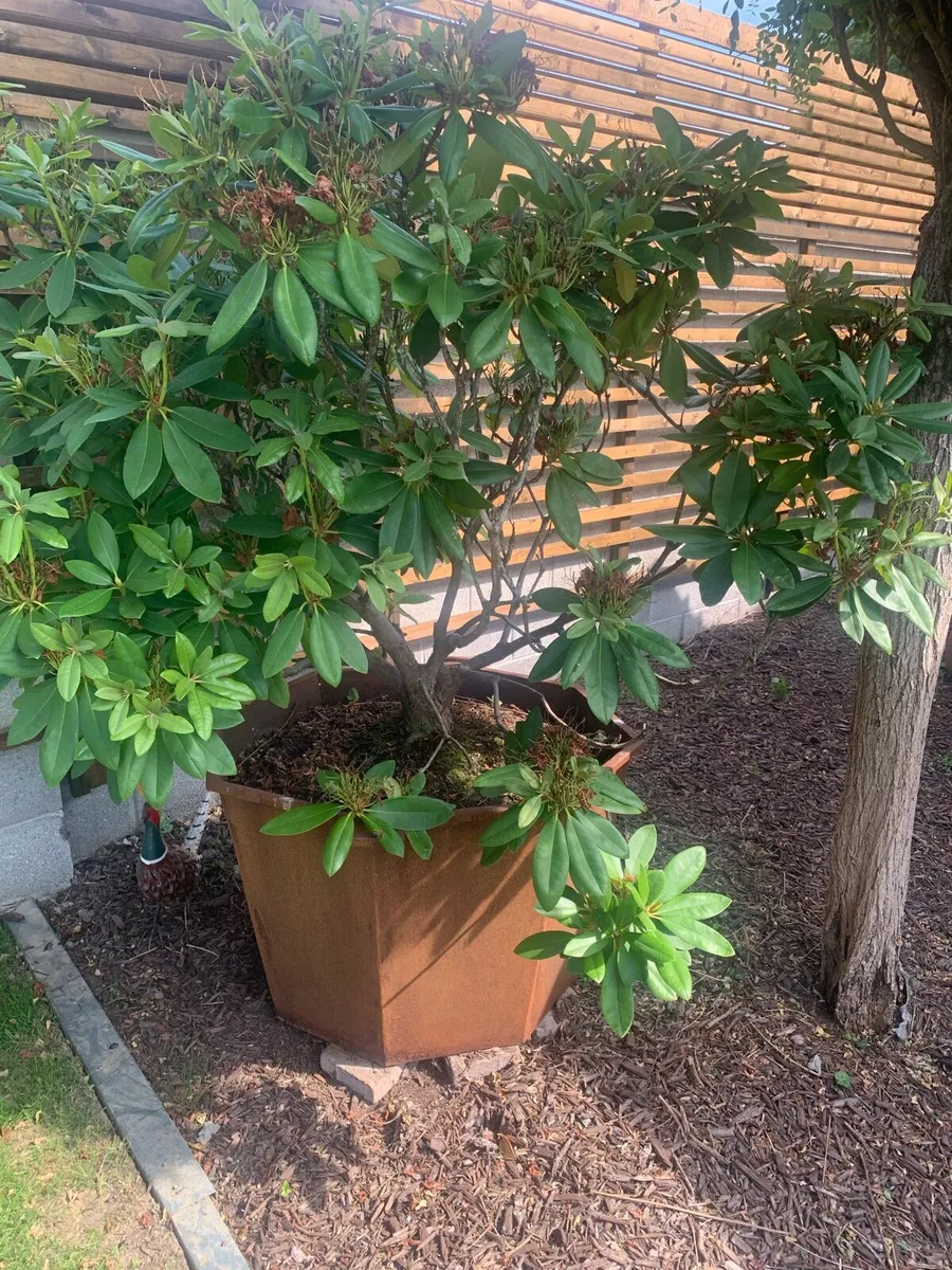 Corten Steel planters with plants. - Image 4