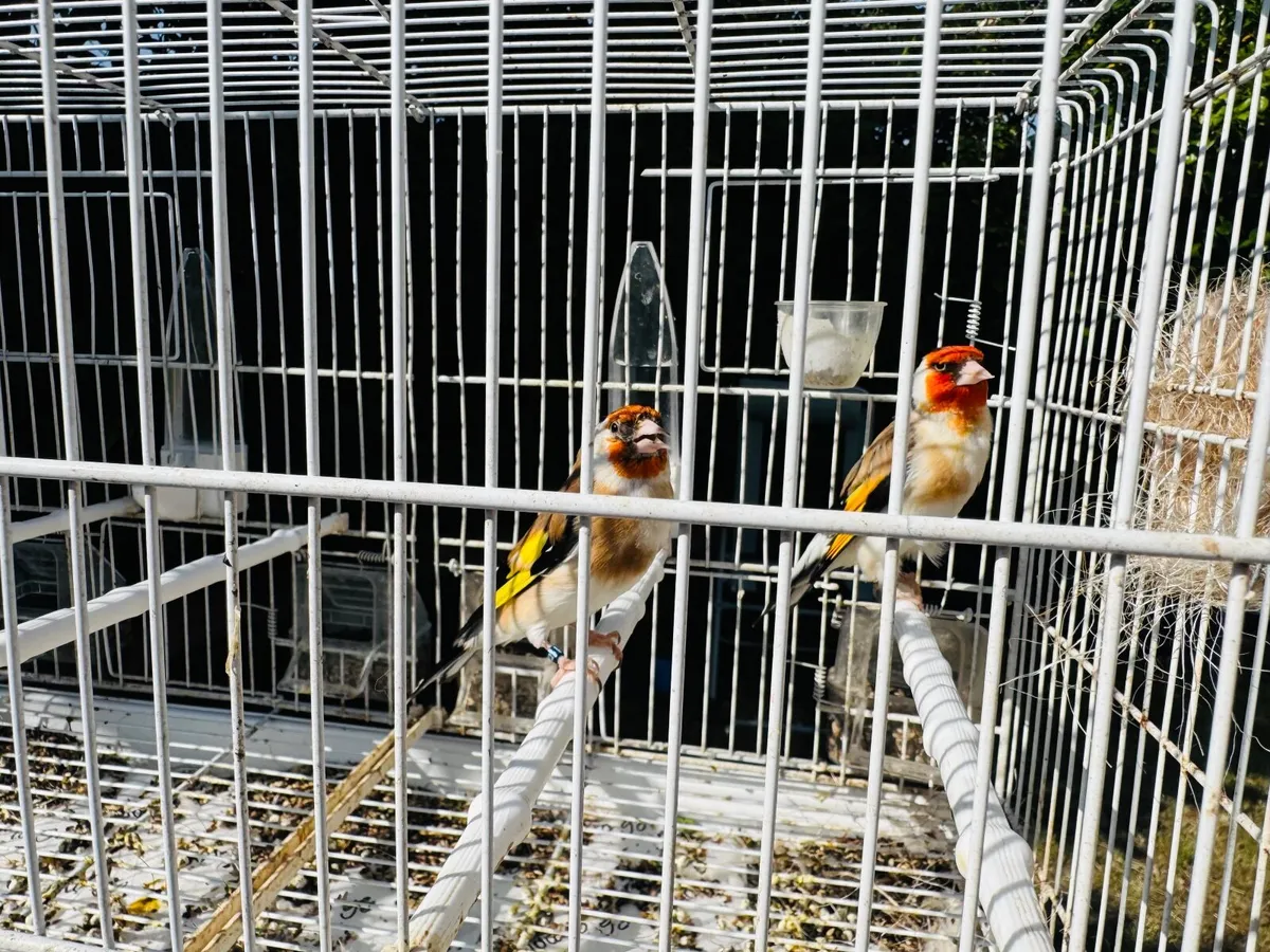 Serbian goldfinch - Image 1
