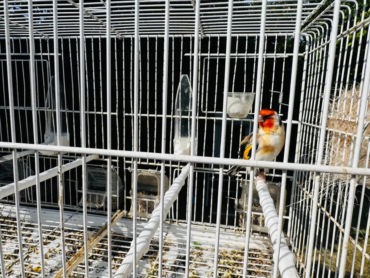 Serbian goldfinch - Image 2