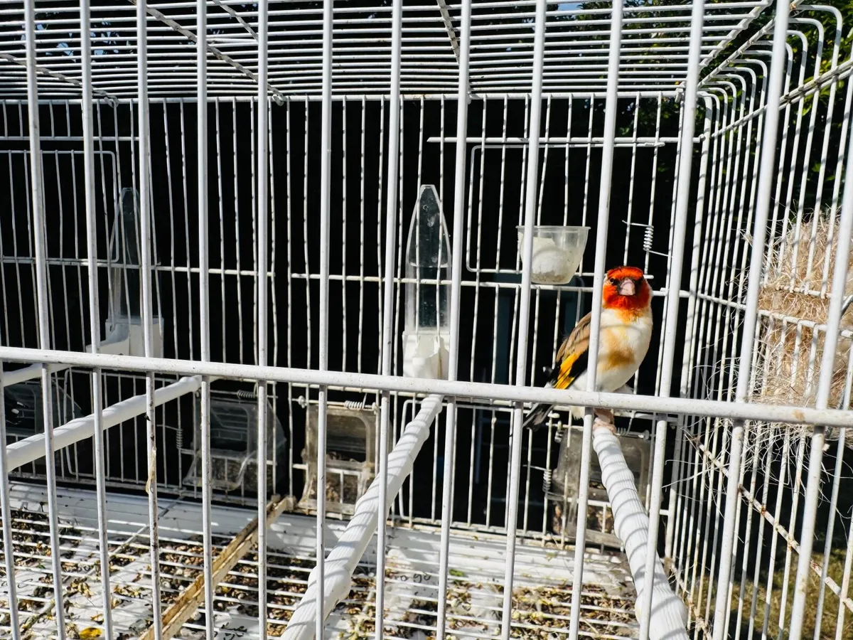 Serbian goldfinch - Image 3