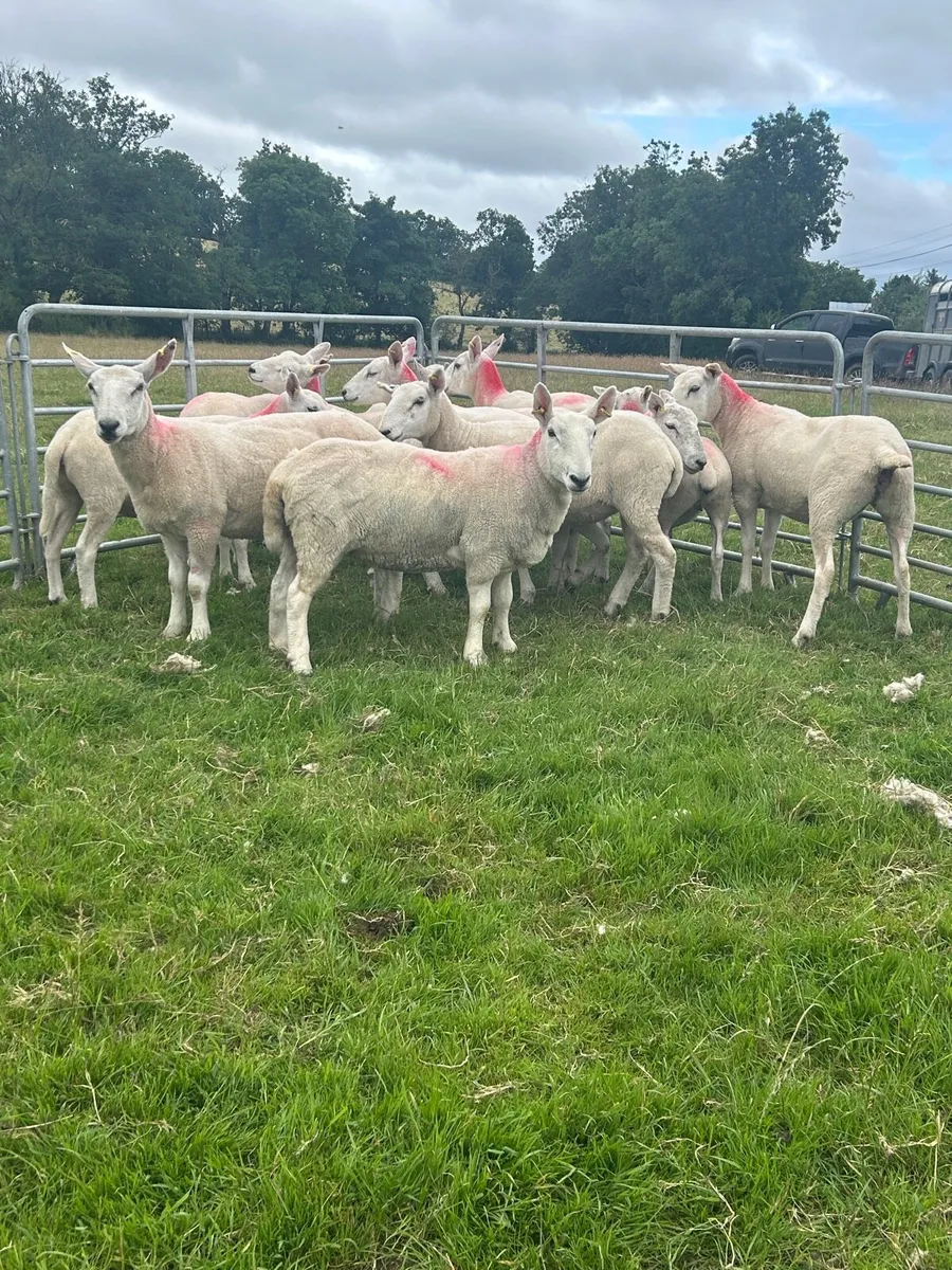 Cheviot hoggets - Image 1