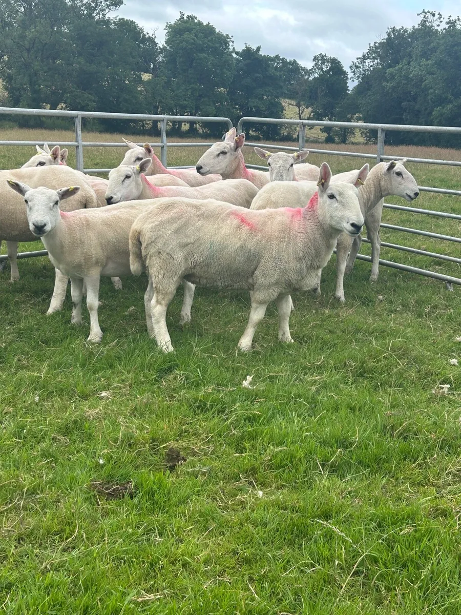 Cheviot hoggets - Image 2