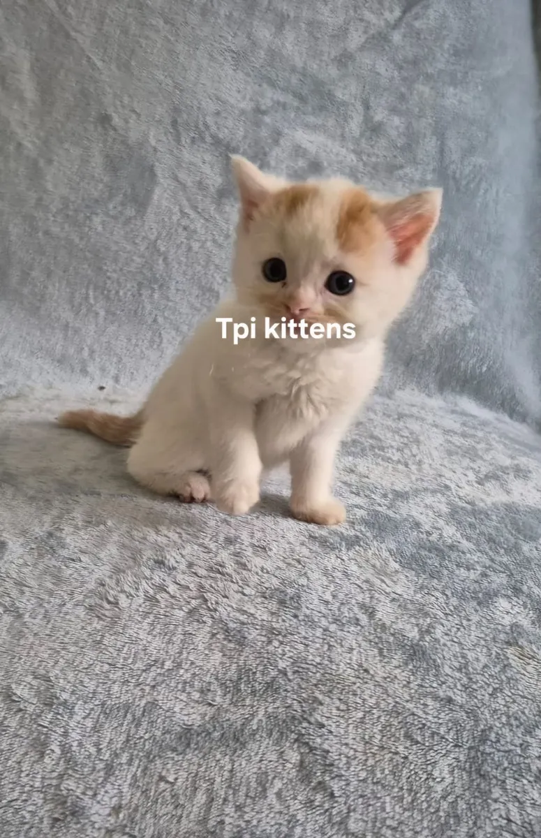 Scottish Fold & Straight Kittens**ONLY 2 LEFT** - Image 2