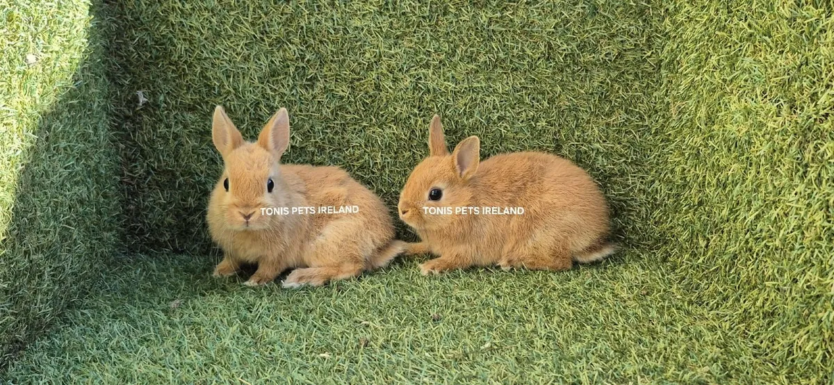Netherland Dwarf Rabbits - Image 1