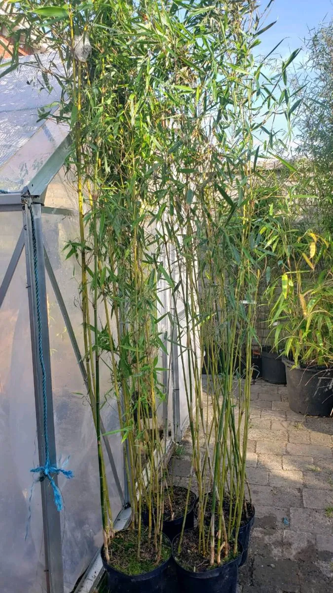 Fargesia Robusta Campbell 2m. Delivery available - Image 2