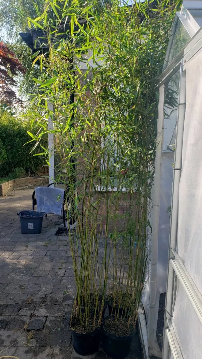 Fargesia Robusta Campbell 2m. Delivery available - Image 4