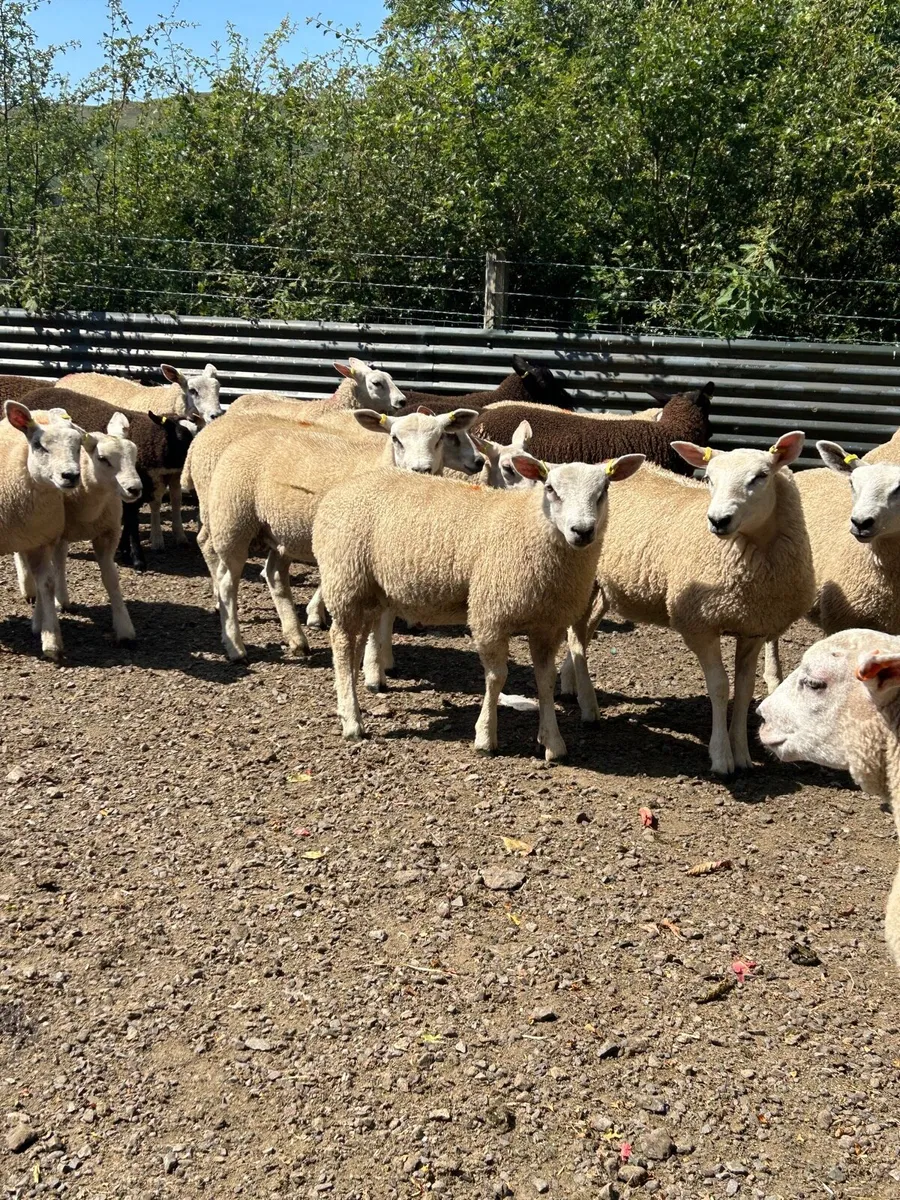Store lambs