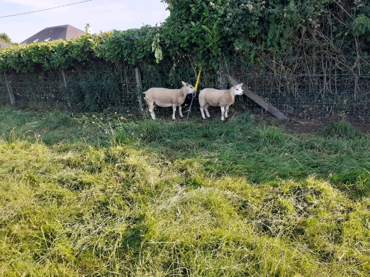 5 Young Texel Females (PBR) ready for the ram. - Image 3
