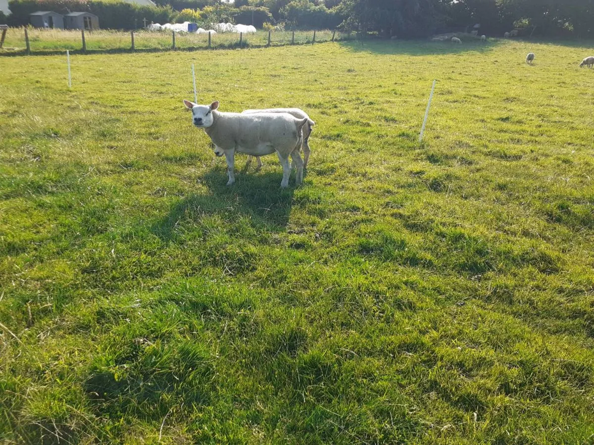 5 Young Texel Females (PBR) ready for the ram. - Image 4