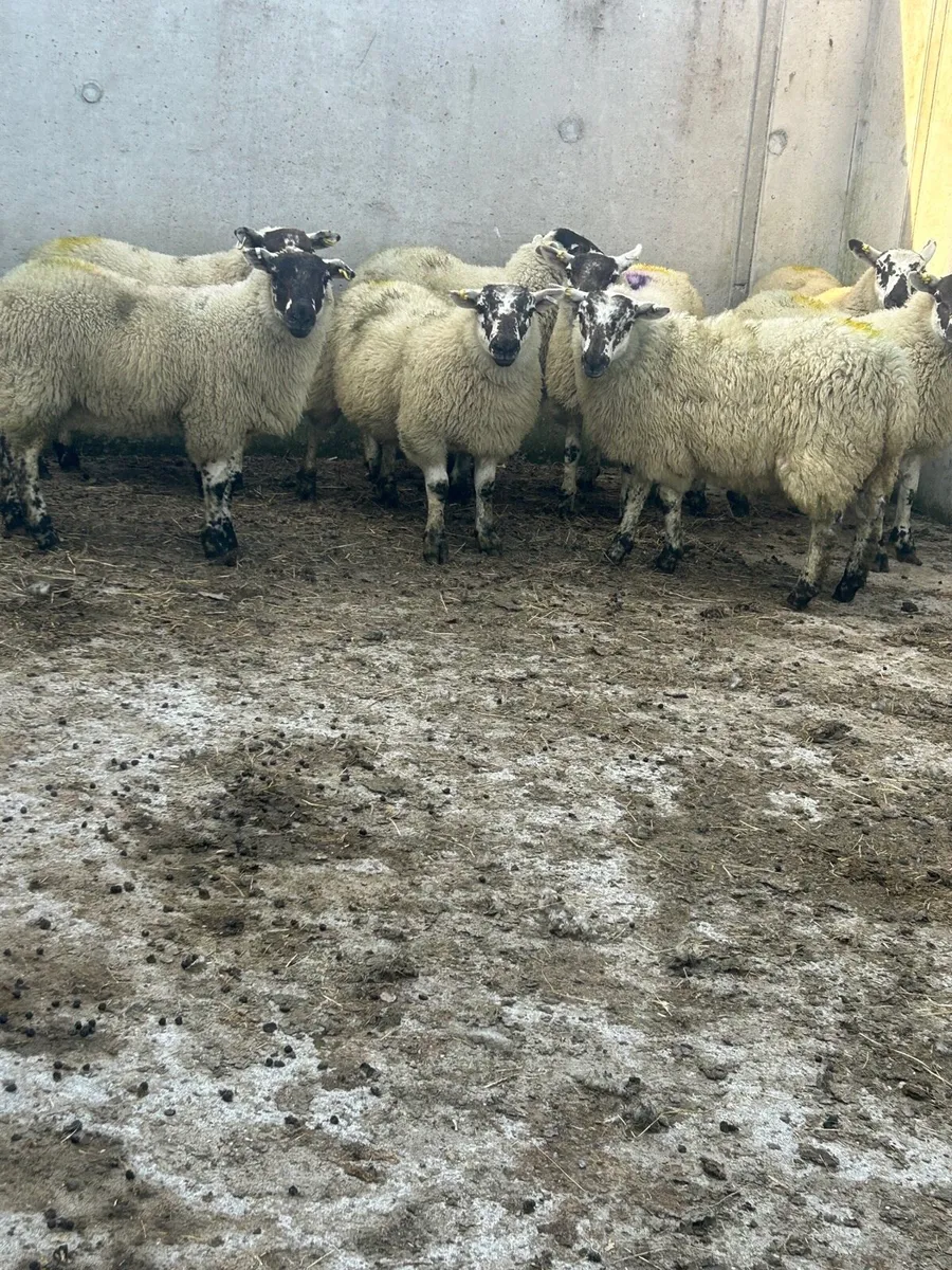 Ewe lambs - Image 1