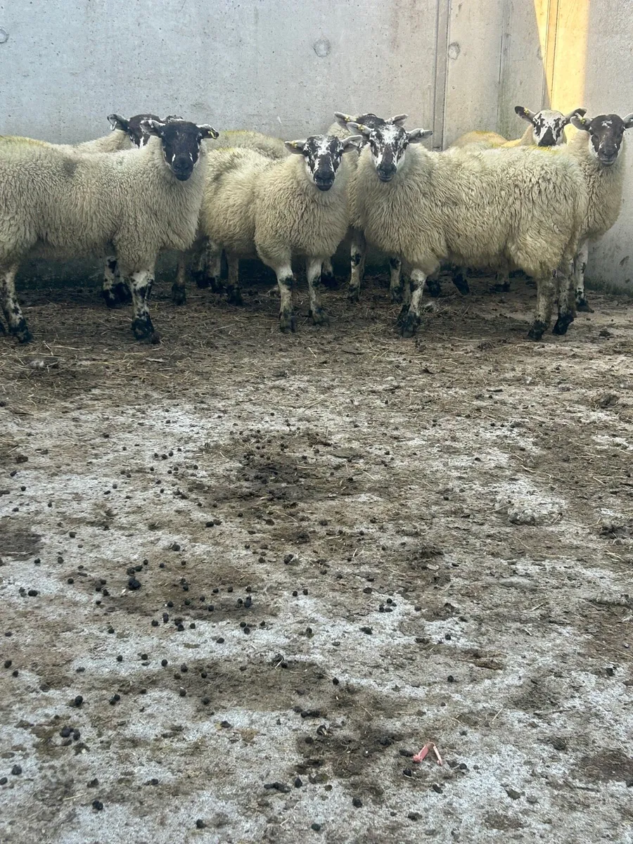 Ewe lambs - Image 2