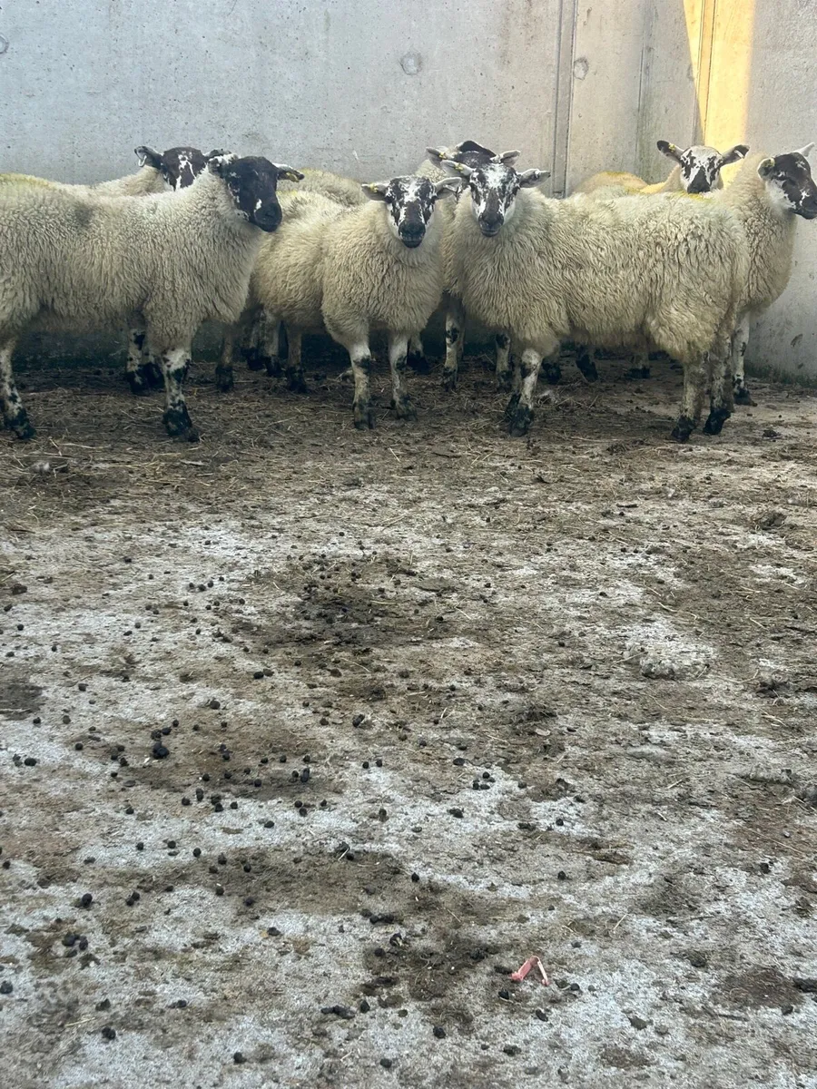 Ewe lambs - Image 3