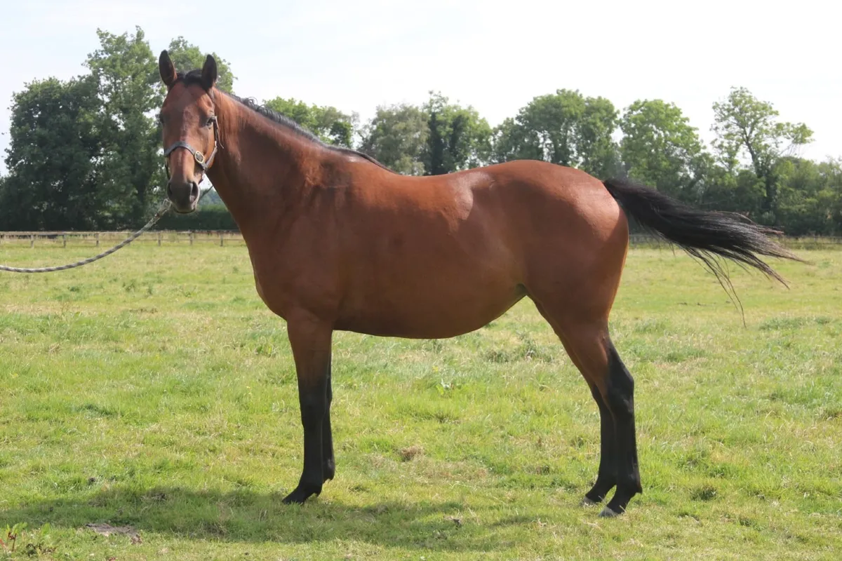 Horse - Image 3