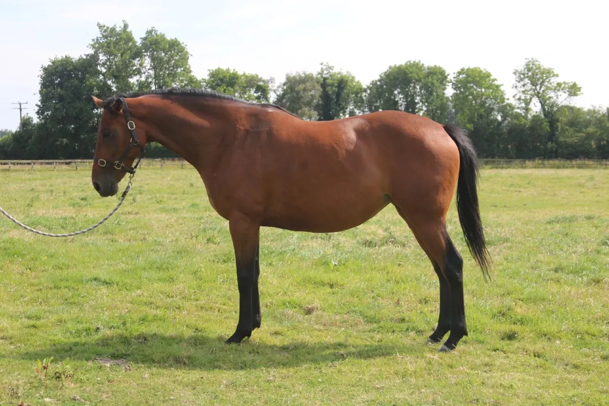 Horse - Image 4