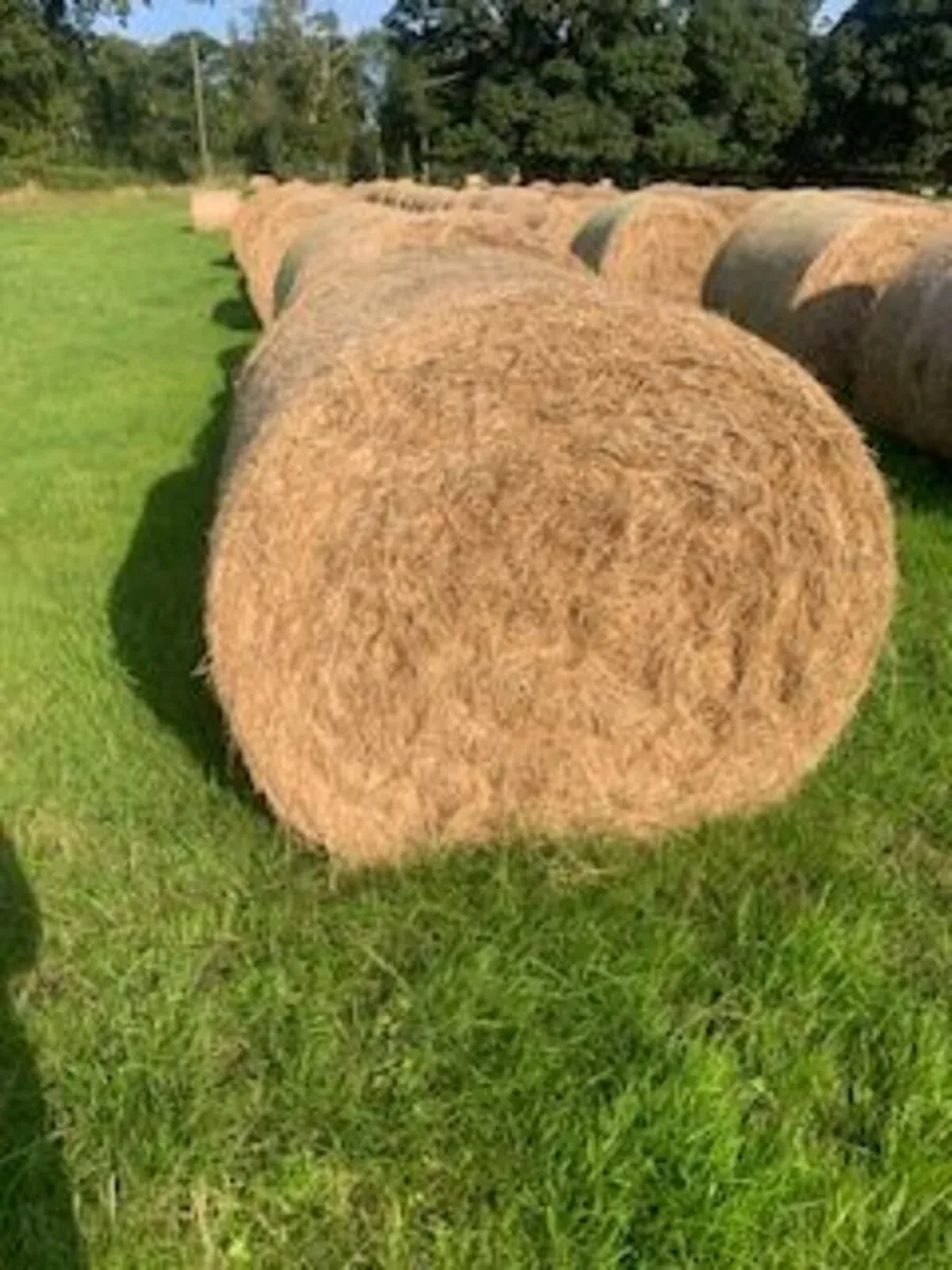 First Crop Hay for Sale- Round Bales - Image 2