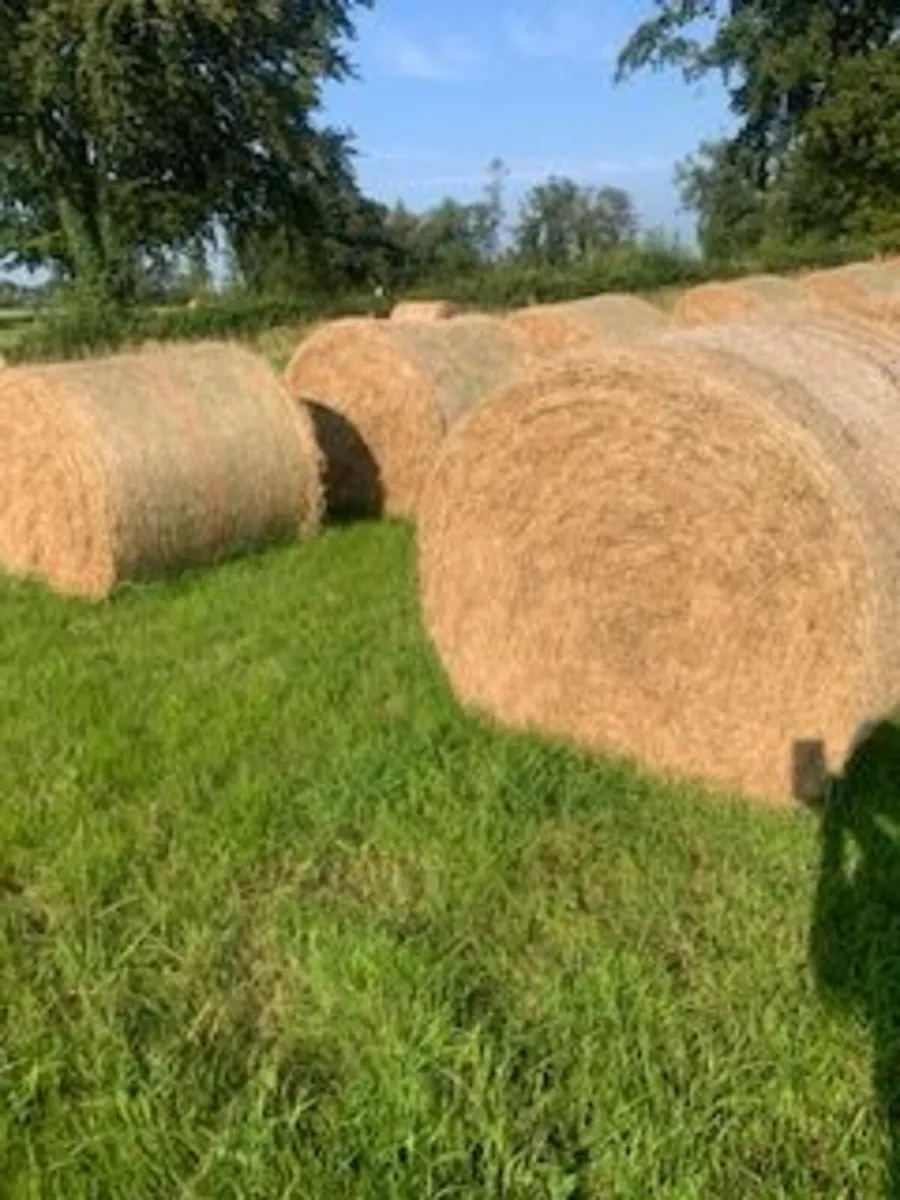 First Crop Hay for Sale- Round Bales - Image 3