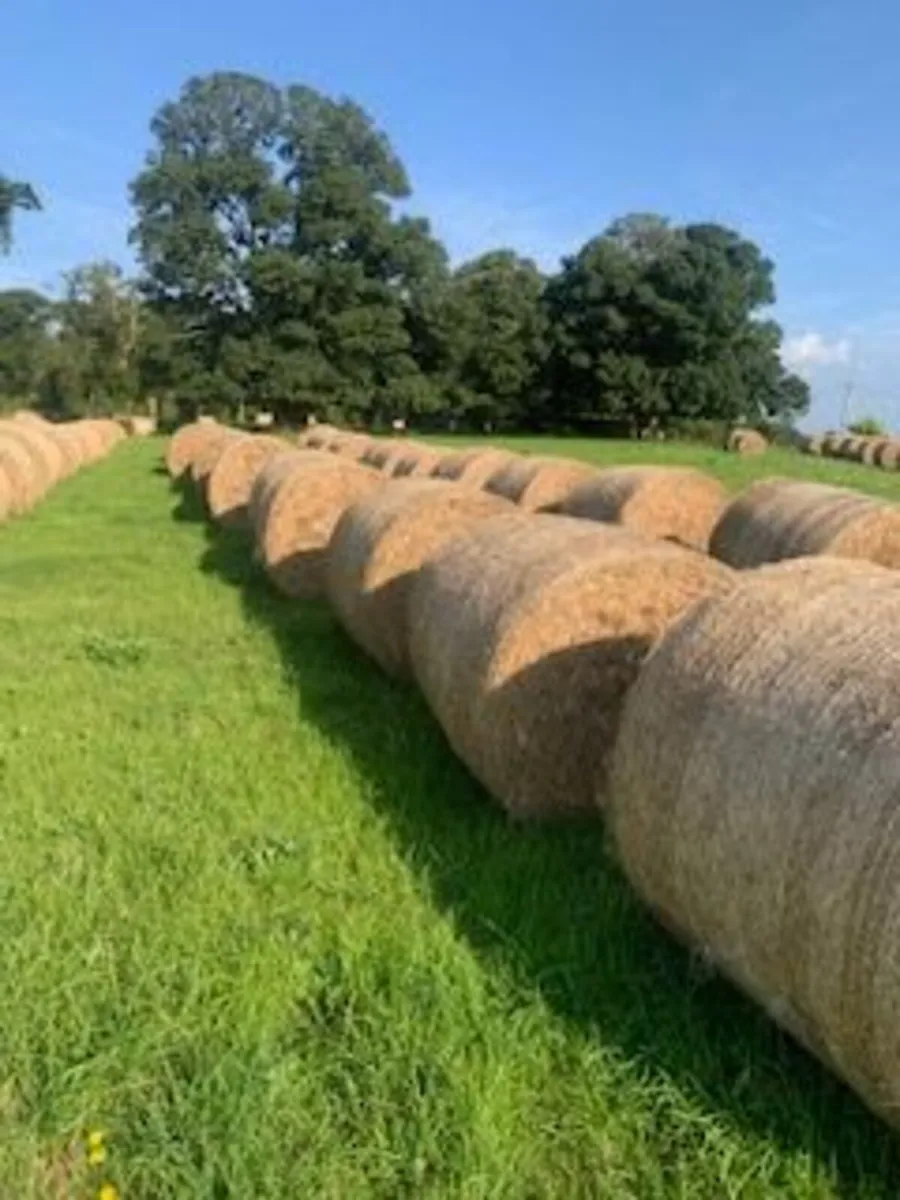 First Crop Hay for Sale- Round Bales - Image 1