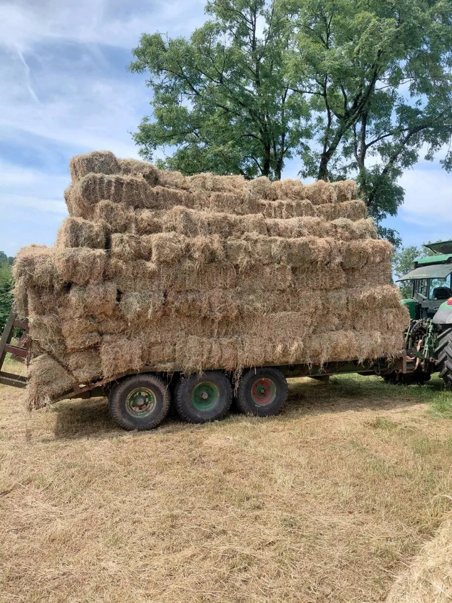 Hay - Image 1