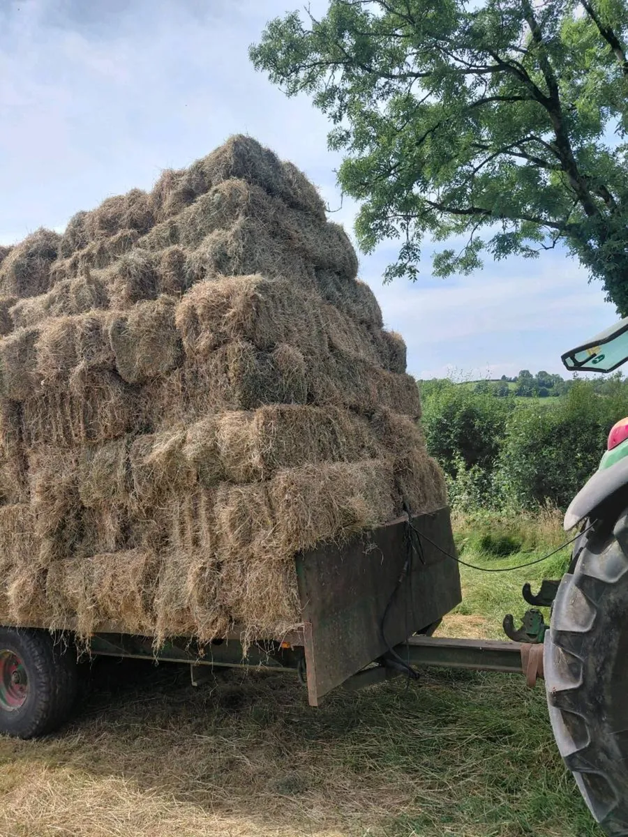 Hay - Image 2