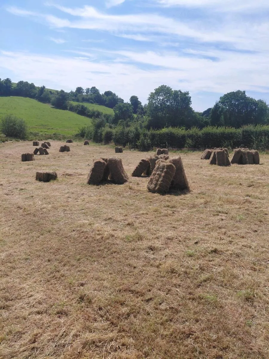 Hay - Image 3