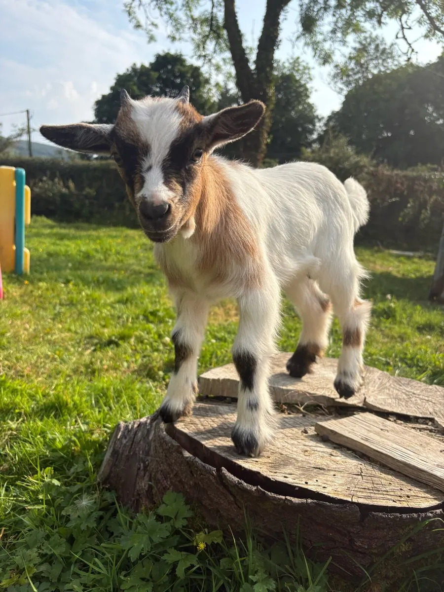 Pygmy Goats - Image 2