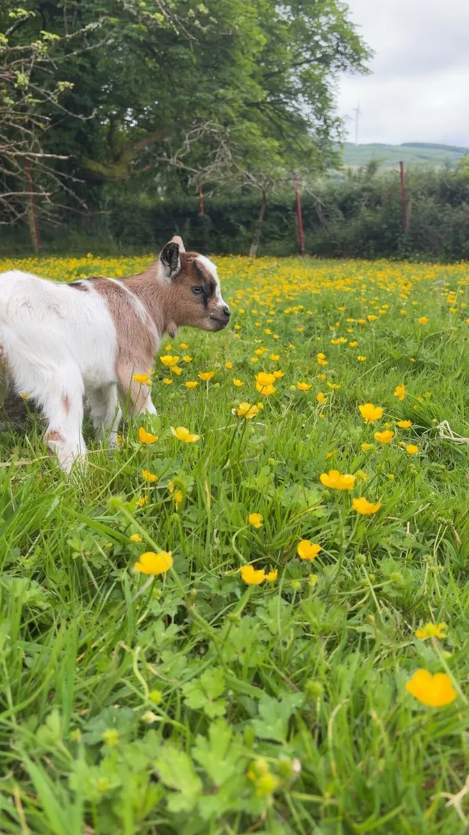 Pygmy Goats - Image 3