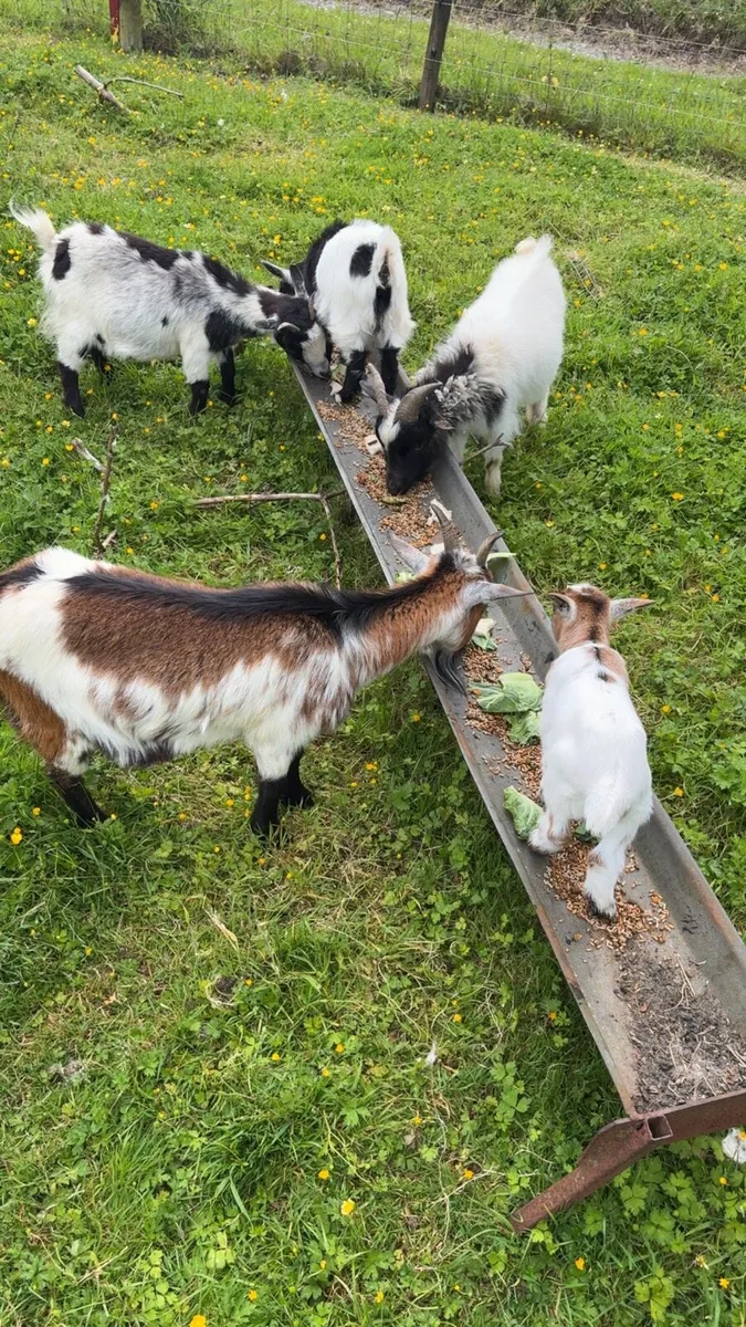 Pygmy Goats - Image 4