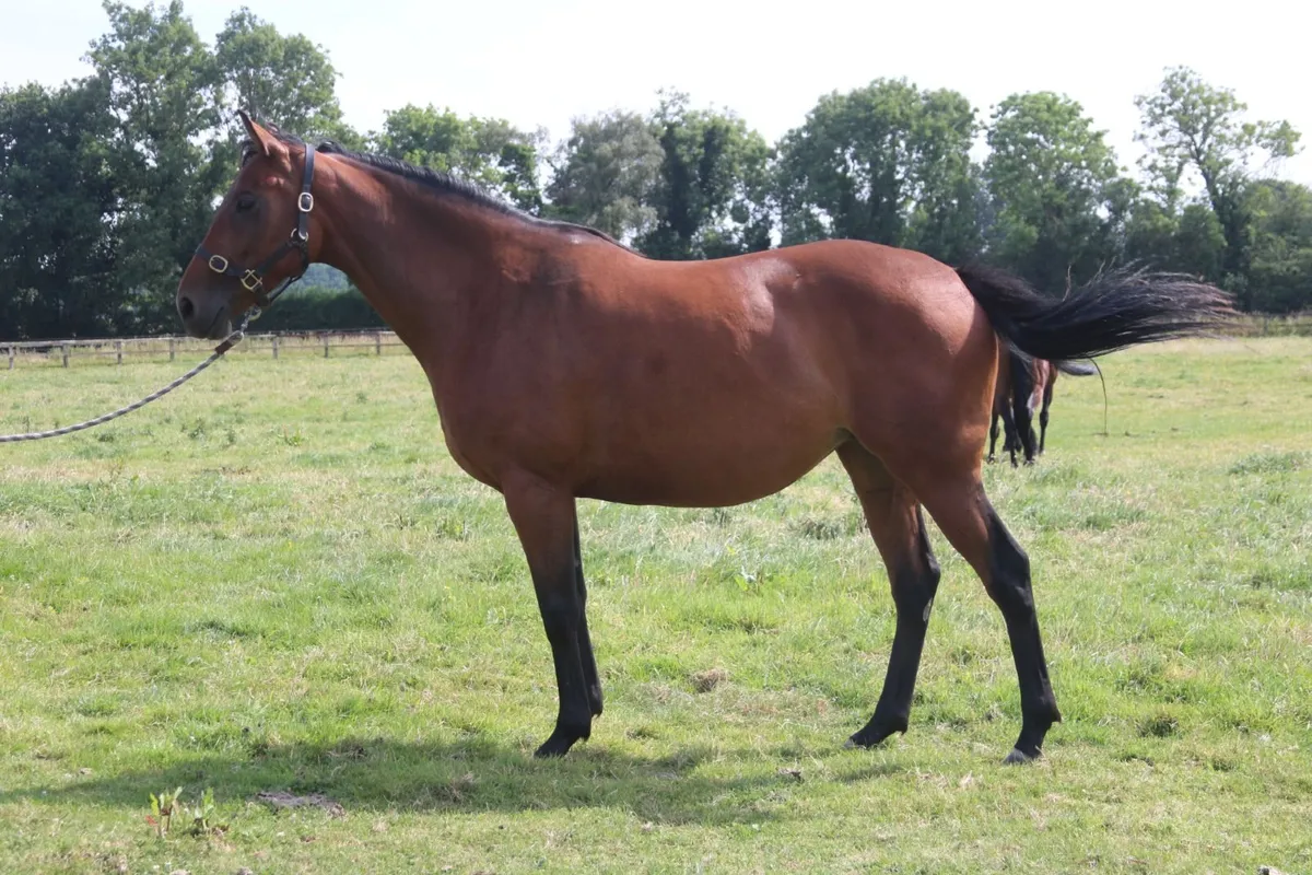 Horse - Image 1