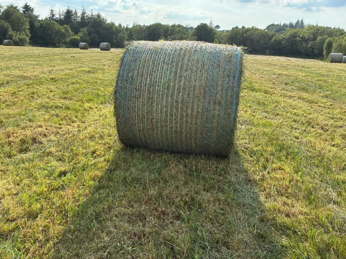 Bedding - Image 1