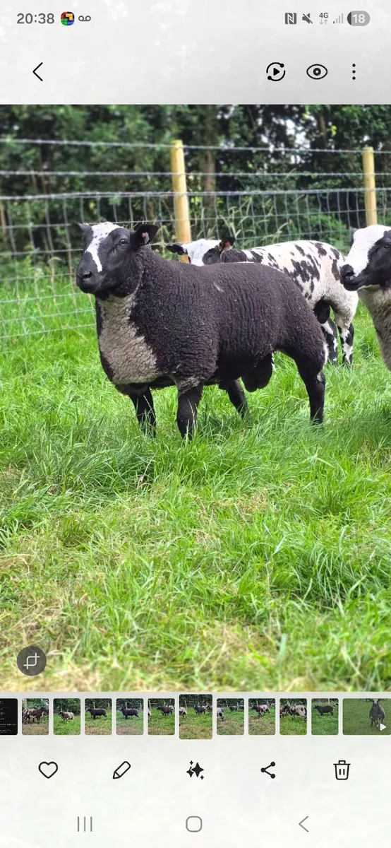 Pedigree dutch spot tip lamb - Image 3