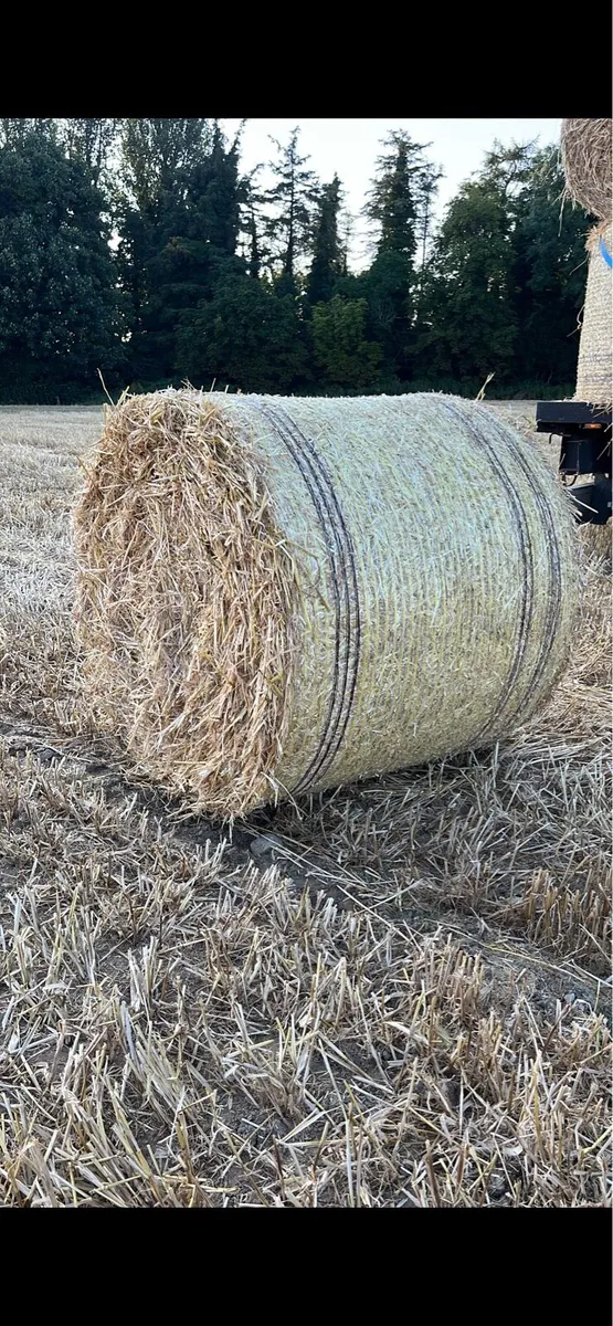 Barley straw - Image 4
