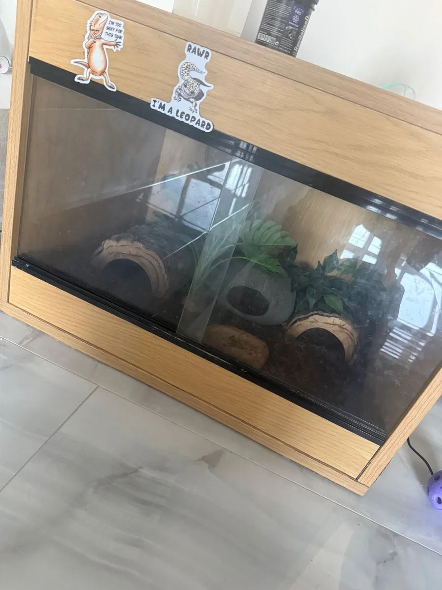 Leopard Gecko Lizard and enclosure - Image 1