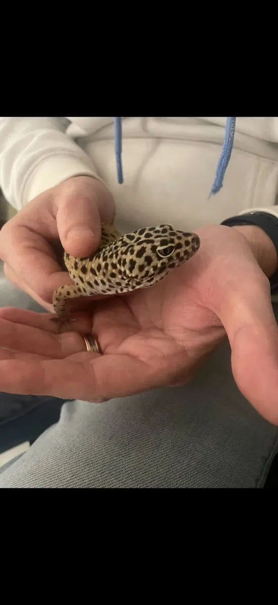 Leopard Gecko Lizard and enclosure - Image 2