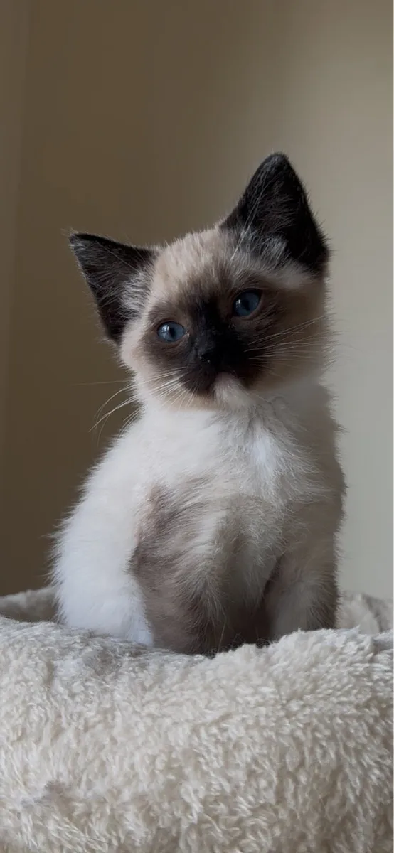 One Girl Ragdoll Kitten in Louth - Image 1