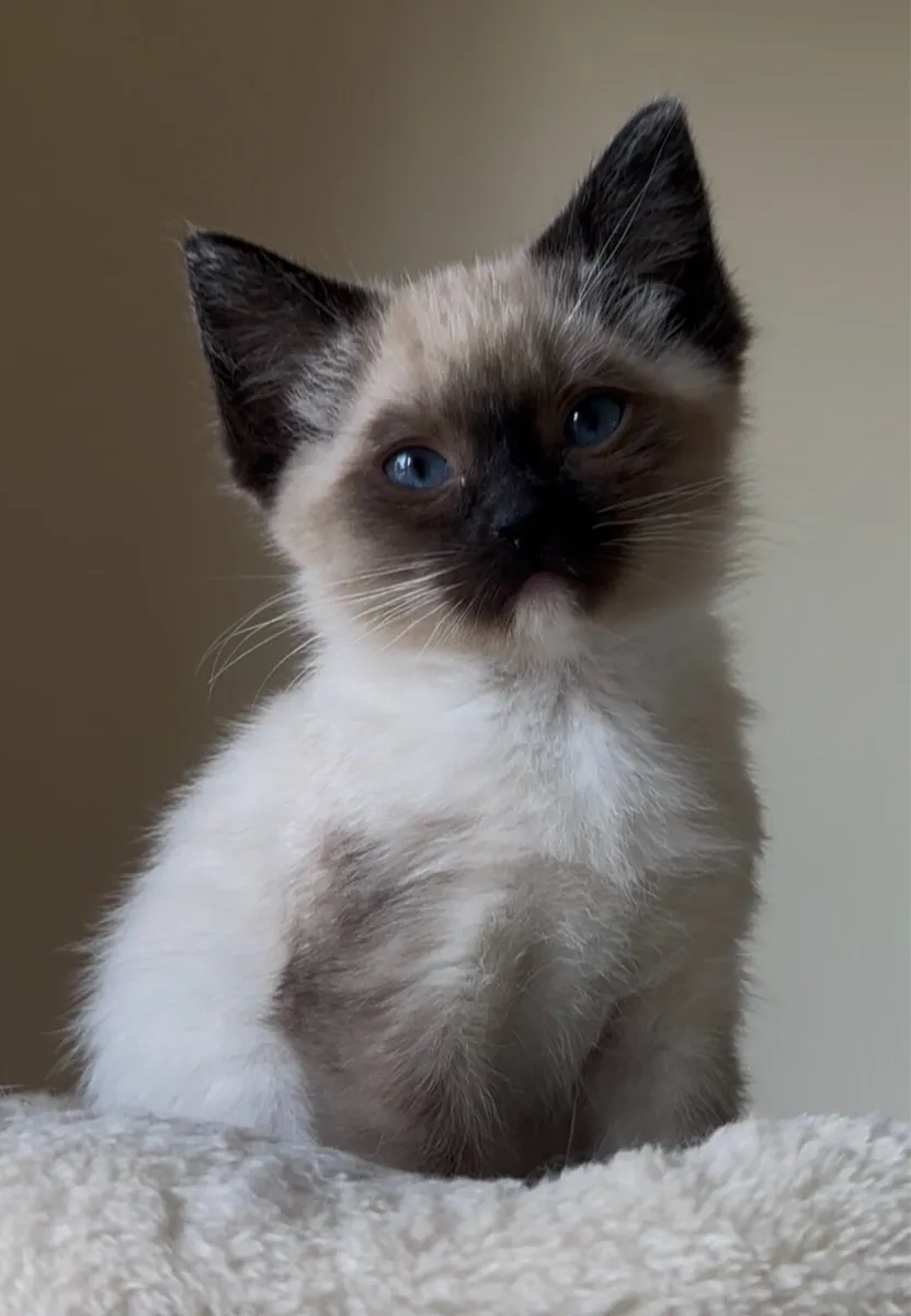 One Girl Ragdoll Kitten in Louth - Image 4