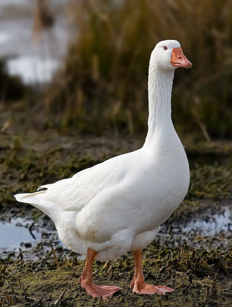 Embden (Emden) Geese Goslings - Home Reared - Image 4