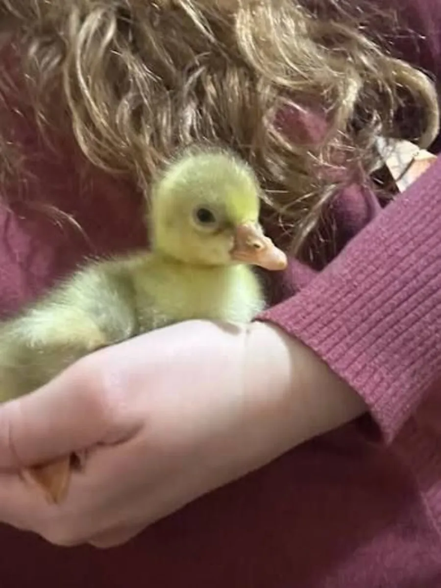 Embden (Emden) Geese Goslings - Home Reared - Image 1