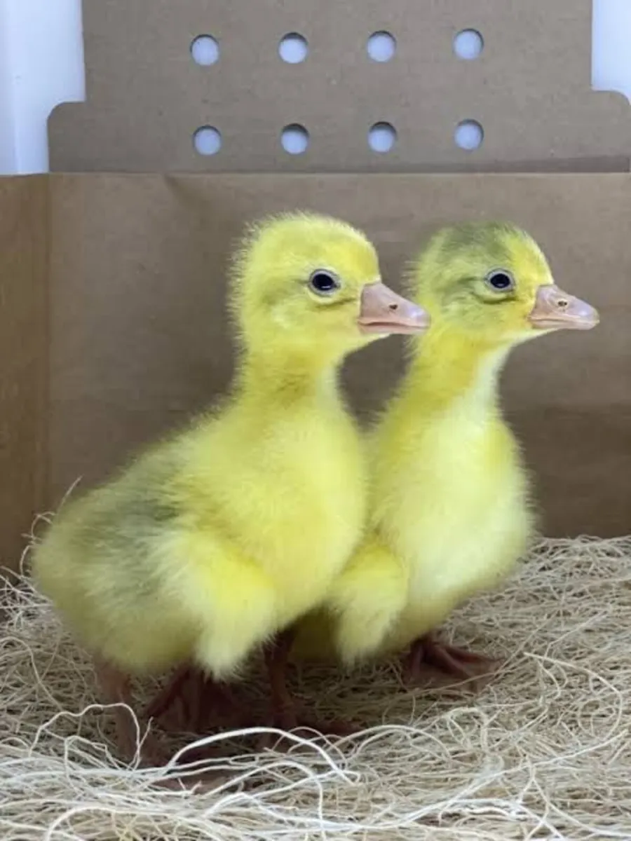 Embden (Emden) Geese Goslings - Home Reared - Image 2