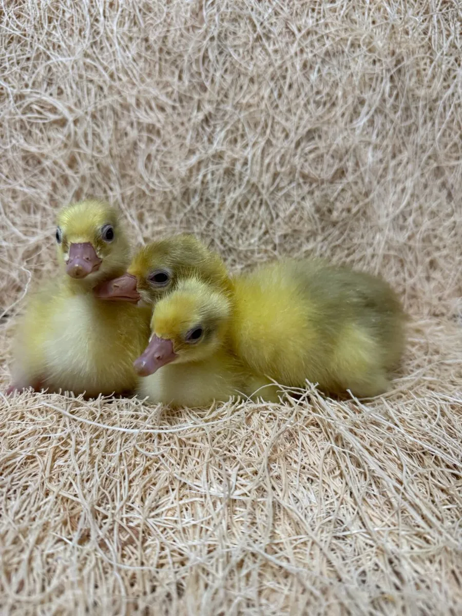 Embden (Emden) Geese Goslings - Home Reared - Image 3