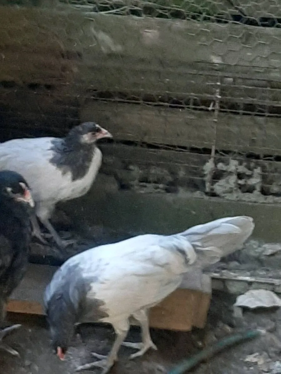 Poultry - Image 2