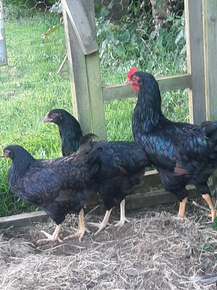 Poultry - Image 1