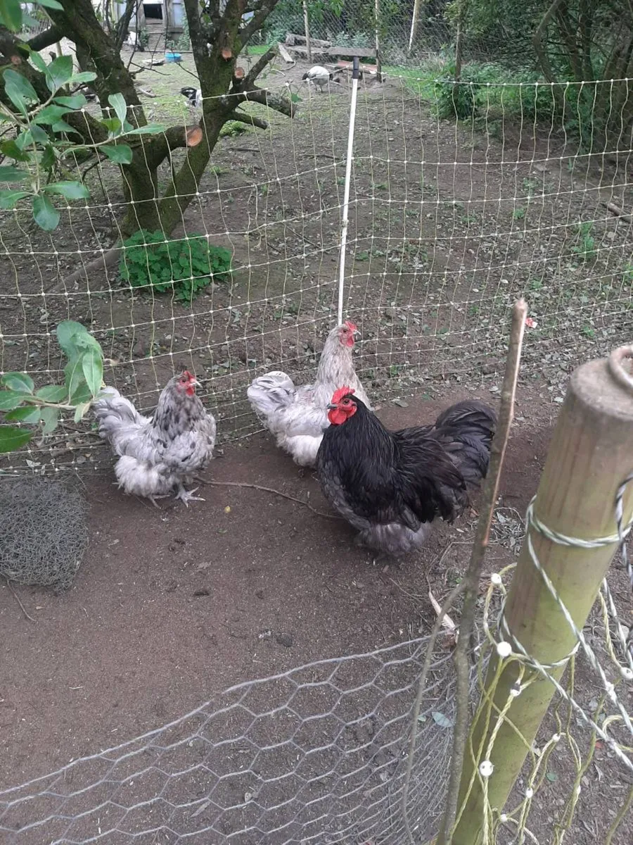 Poultry - Image 3
