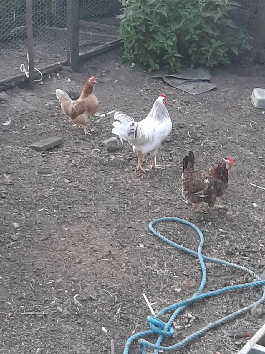 Poultry - Image 4