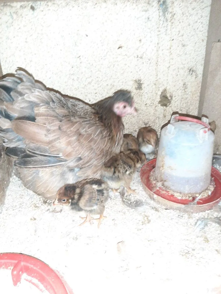 Poultry - Image 4