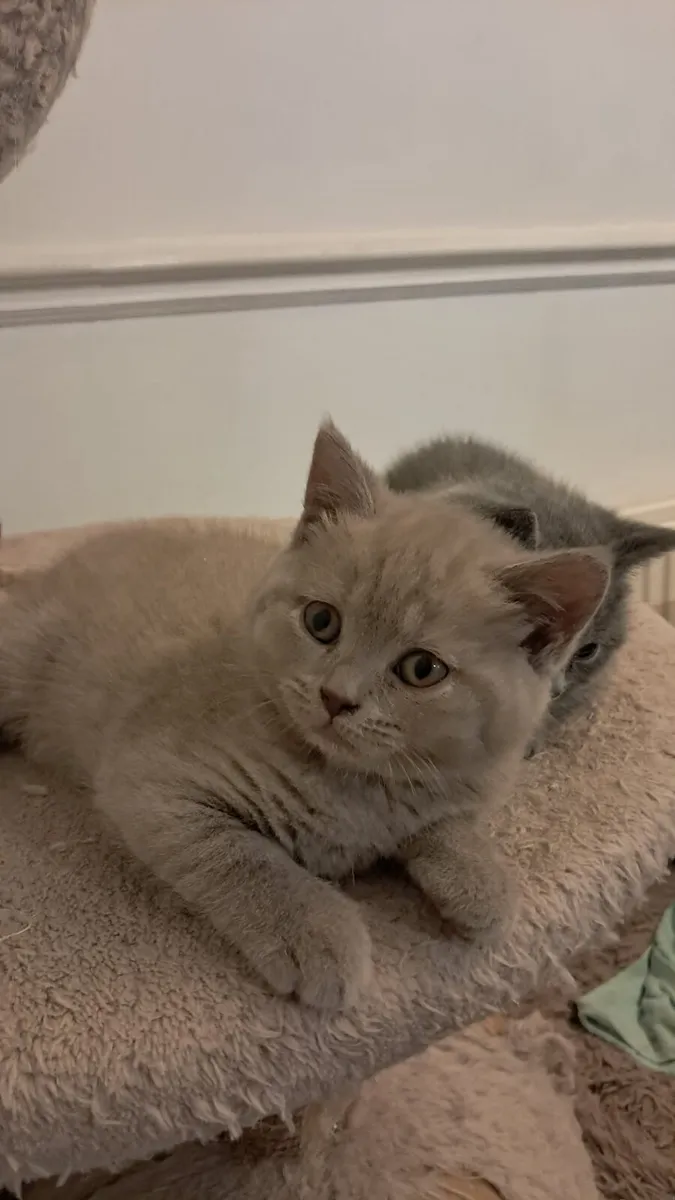 Pure Briitish Shorthair kitten - Image 1