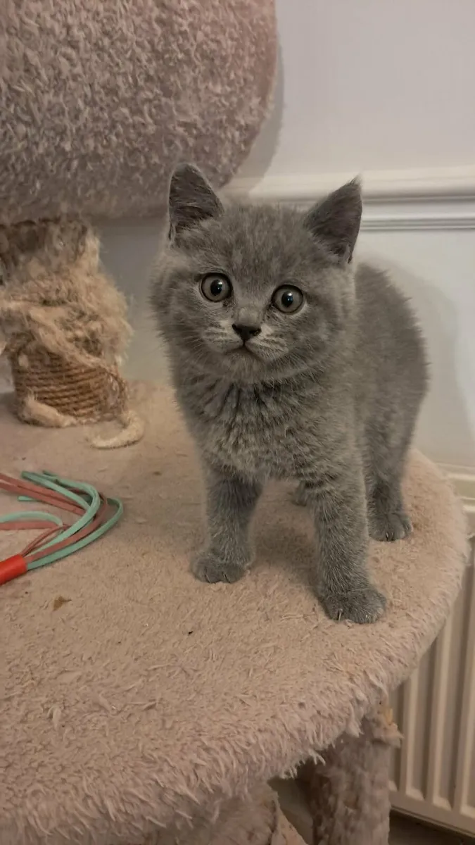 Pure Briitish Shorthair kitten - Image 3