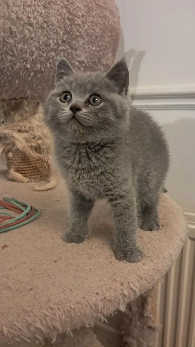 Pure Briitish Shorthair kitten - Image 4