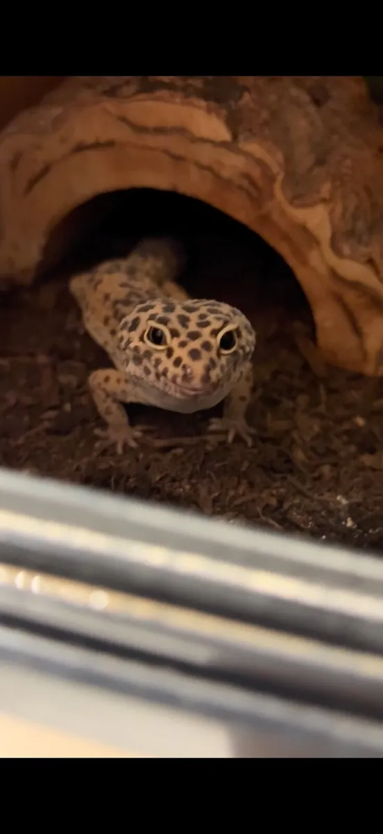 Leopard Gecko Lizard and enclosure - Image 3