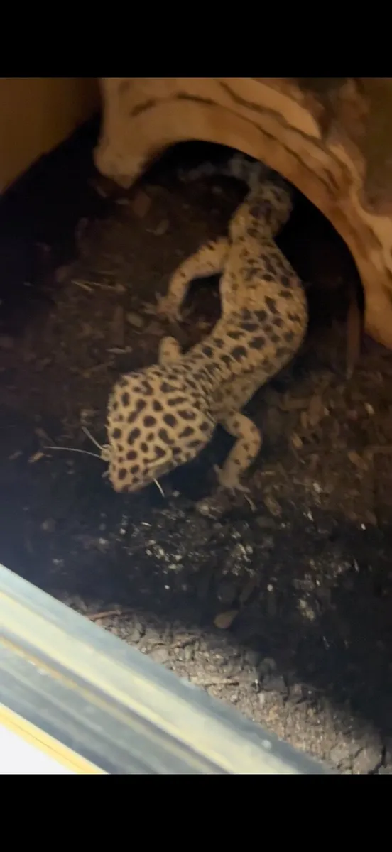 Leopard Gecko Lizard and enclosure - Image 4