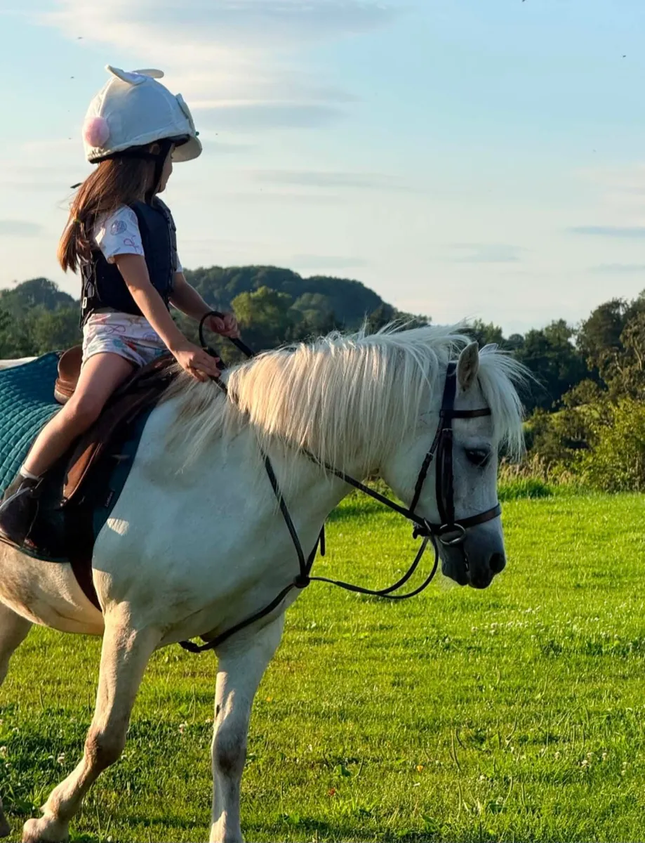 Perfect starter pony - Image 3